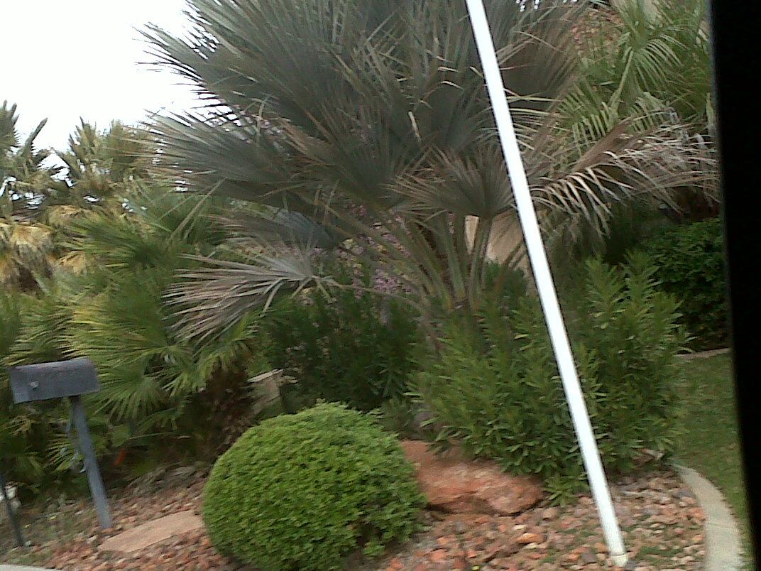 Palms in Utah? Yes! DISCUSSING PALM TREES WORLDWIDE PalmTalk